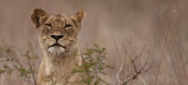 Singita Ebony Lodge