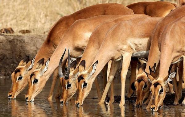 Ngala Tented Camp