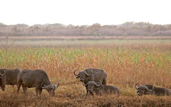 Ngala Tented Camp