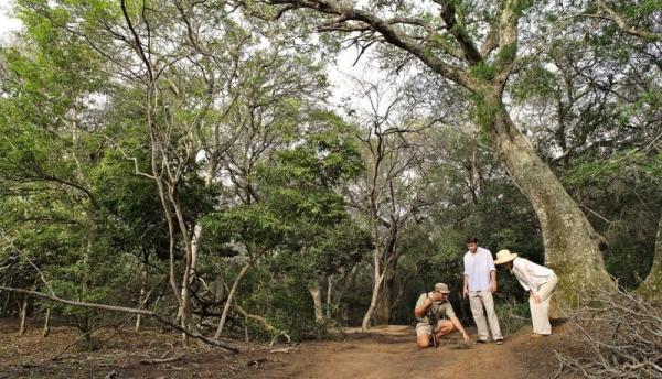 Phinda Forest Lodge