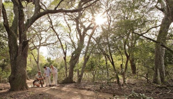 Phinda Forest Lodge