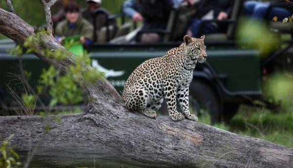 Phinda Rock Lodge