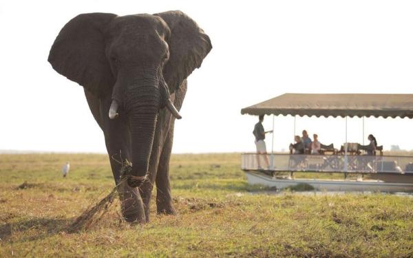 Chobe Under Canvas