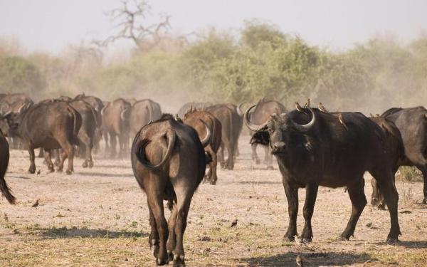 Chobe Under Canvas