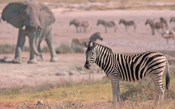 Chobe Under Canvas