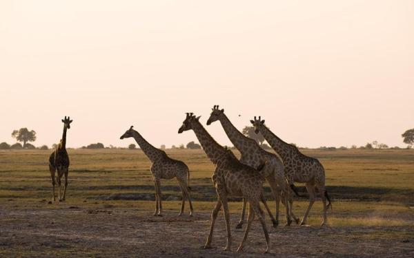 Chobe Under Canvas