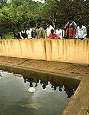 St Lucia Crocodile Centre