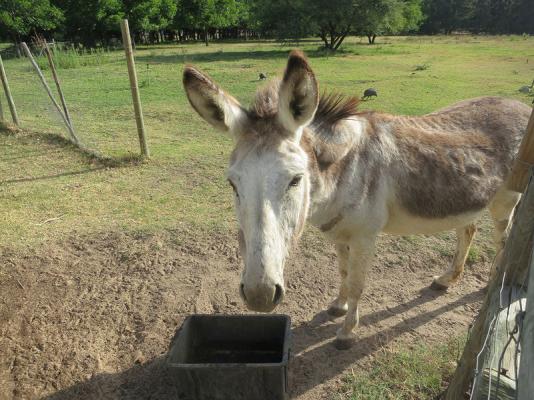 De Bos Guest Farm