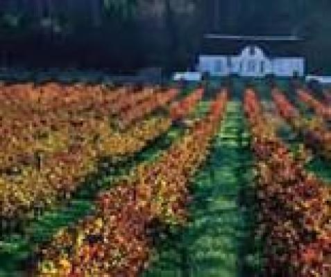 Stellenbosch Wine Route