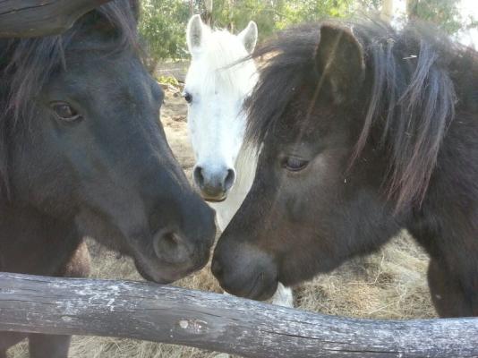 Miniature horses