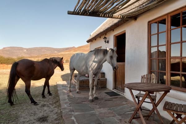 our horses like to visit our guests, here at the Oak Chalet