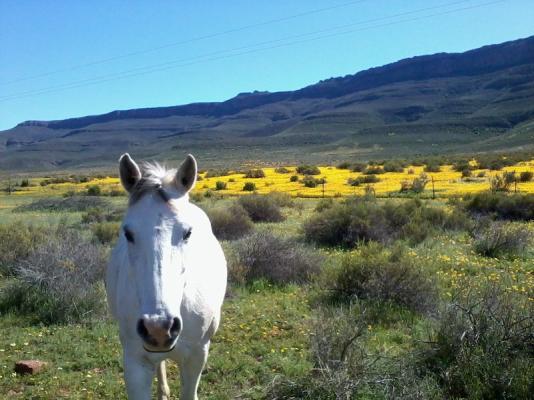 our horse Paloma in flower season
