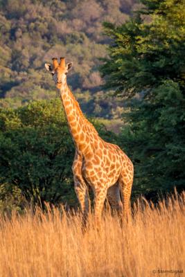 Giraffe at Thaba Manzi Ranch