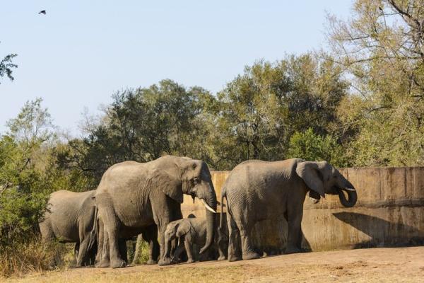 Rhino Walking Safaris