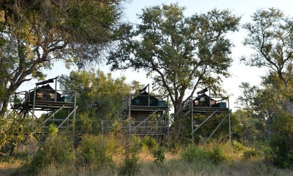 Rhino Walking Safaris