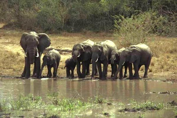 Tembe Elephant Lodge