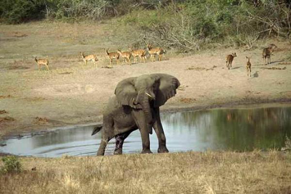 Tembe Elephant Lodge