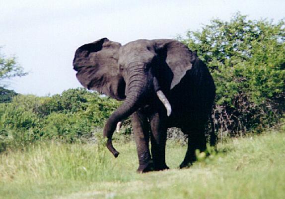 Tembe Elephant Lodge