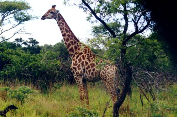 Tembe Elephant Lodge