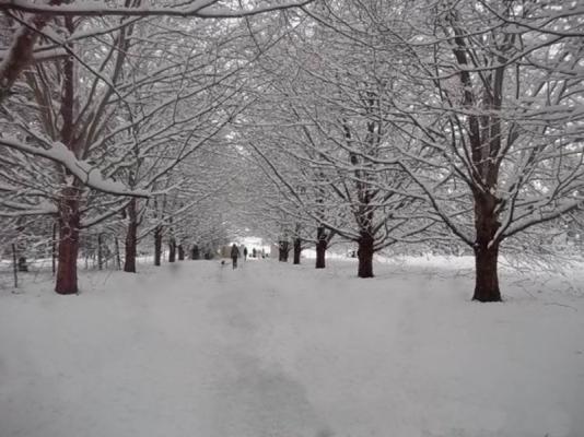Snow Avenue