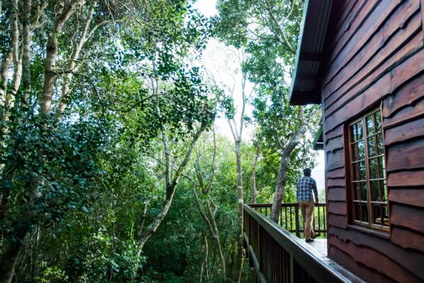 Tree Frog Forest Cabin