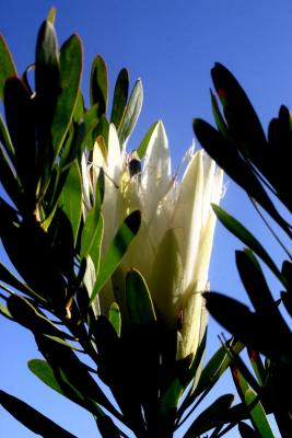 Gourikwa Reserve - Nature