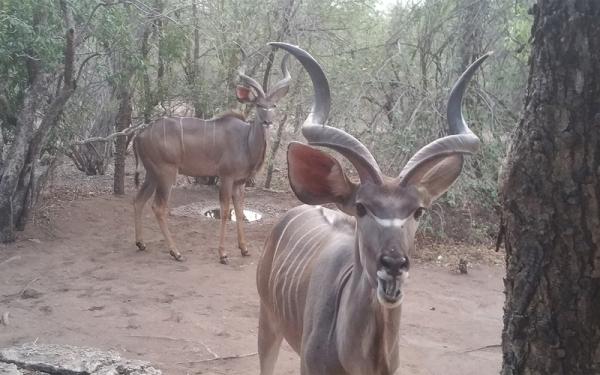 Kudu visiting