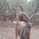 Kudu visiting Kudu visiting