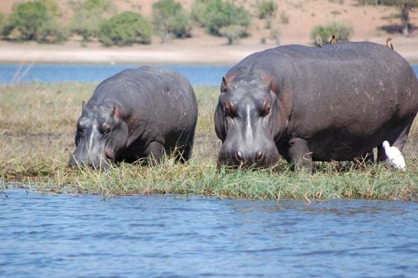 Muchenje Safari Lodge