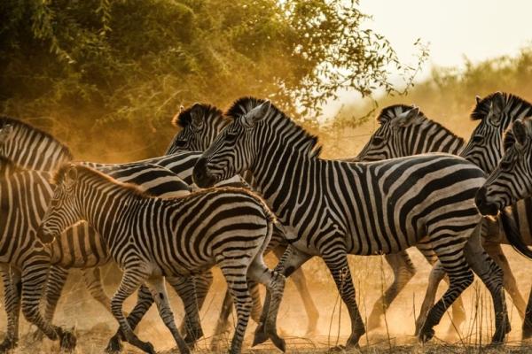 Muchenje Safari Lodge