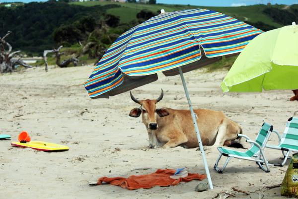 Cow on the Beach