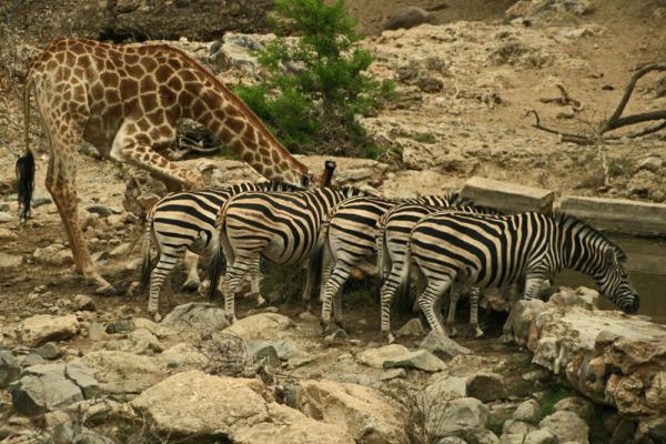 animals at waterhole