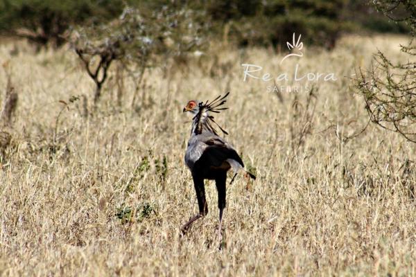 Re a Lora Lodge Birding