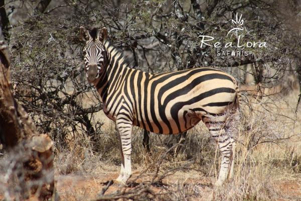 Re a Lora Lodge Zebra