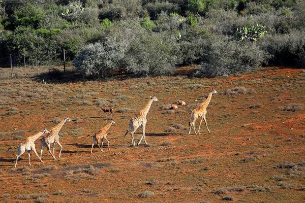 Giraffes on the Savanah