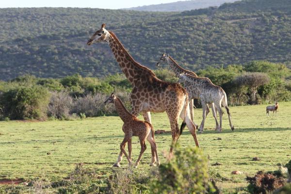 Giraffes close to road