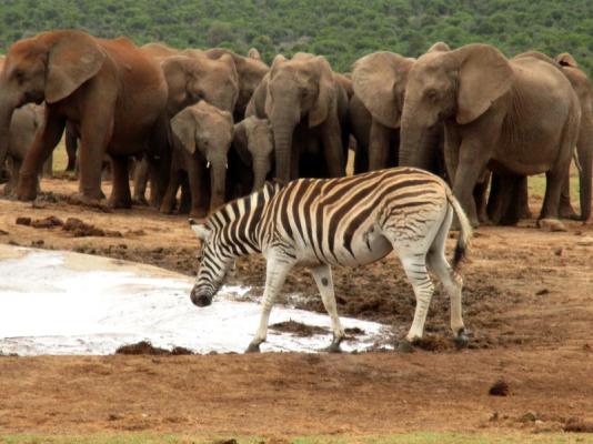 Addo Elephant Safari Tour