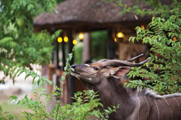 Motswari Private Game Reserve