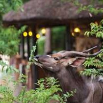 Motswari Private Game Reserve