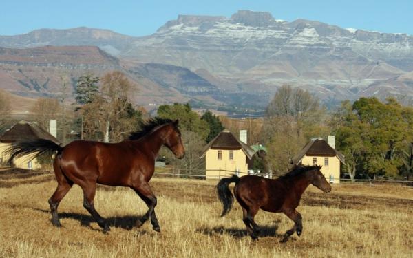 Ardmore Guest Farm