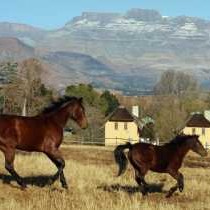 Ardmore Guest Farm