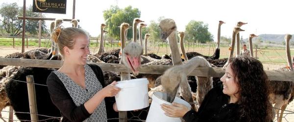 Highgate Ostrich Show Farm - Oudtshoorn