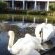 Swans