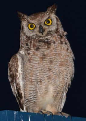 Owl on the patio