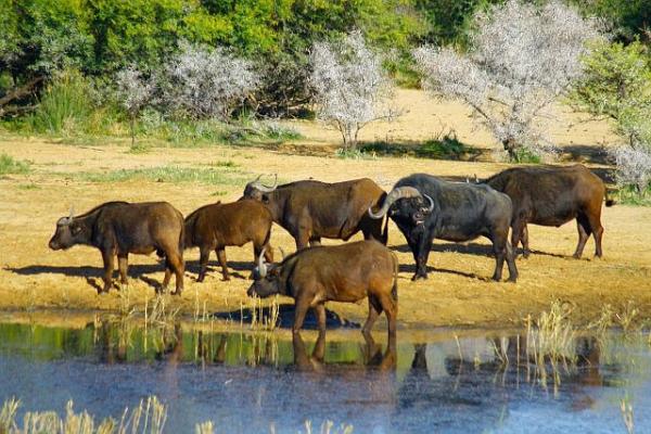 Game Lodges in the Western Cape