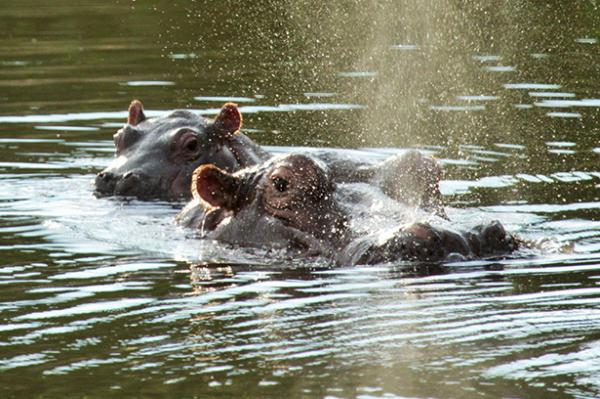 Game Lodges in the Limpopo