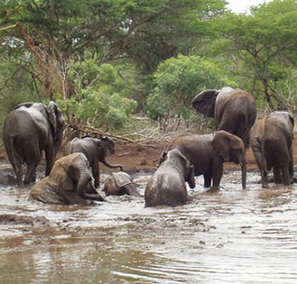 Game Lodges in KwaZulu-Natal