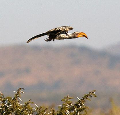 Game Lodges in KwaZulu-Natal