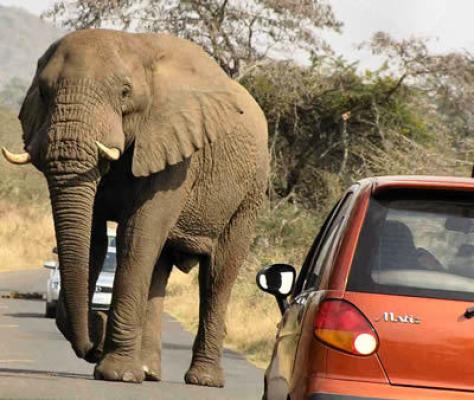 Game Lodges in KwaZulu-Natal