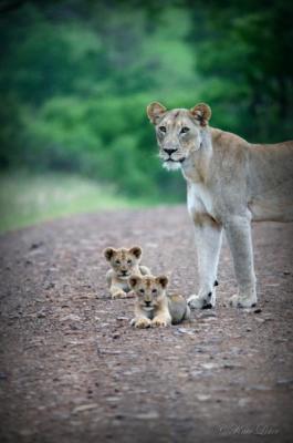 Game Lodges in KwaZulu-Natal